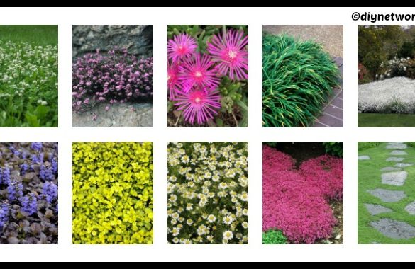 10 DIY Groundcovers for Garden