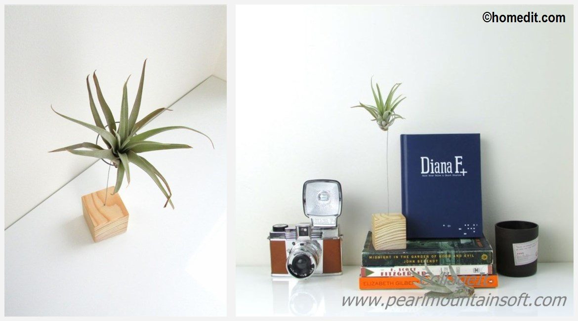 DIY Air Plant Stand Tutorial