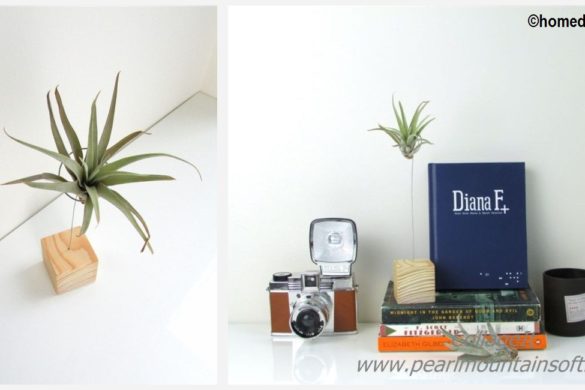 DIY Air Plant Stand Tutorial